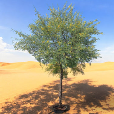 Acacia Arabica